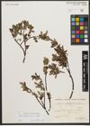 Foto von Salix waldsteiniana Willd.